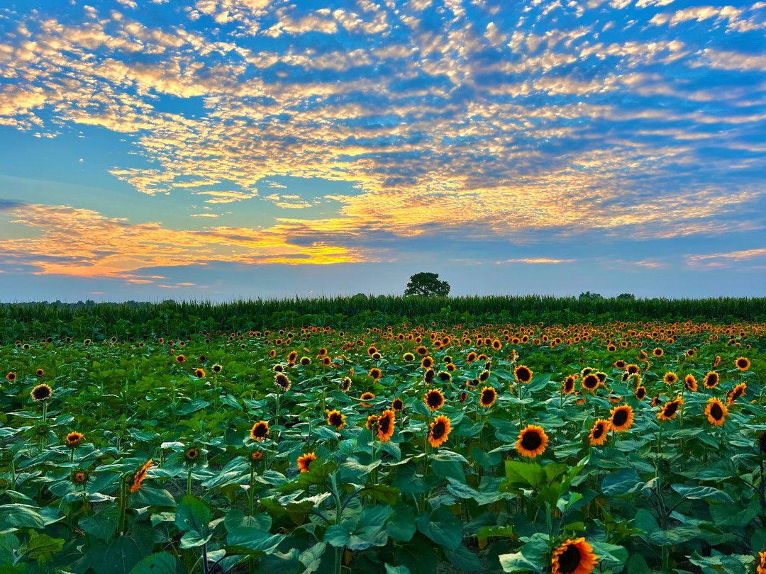Goebel Farms photo
