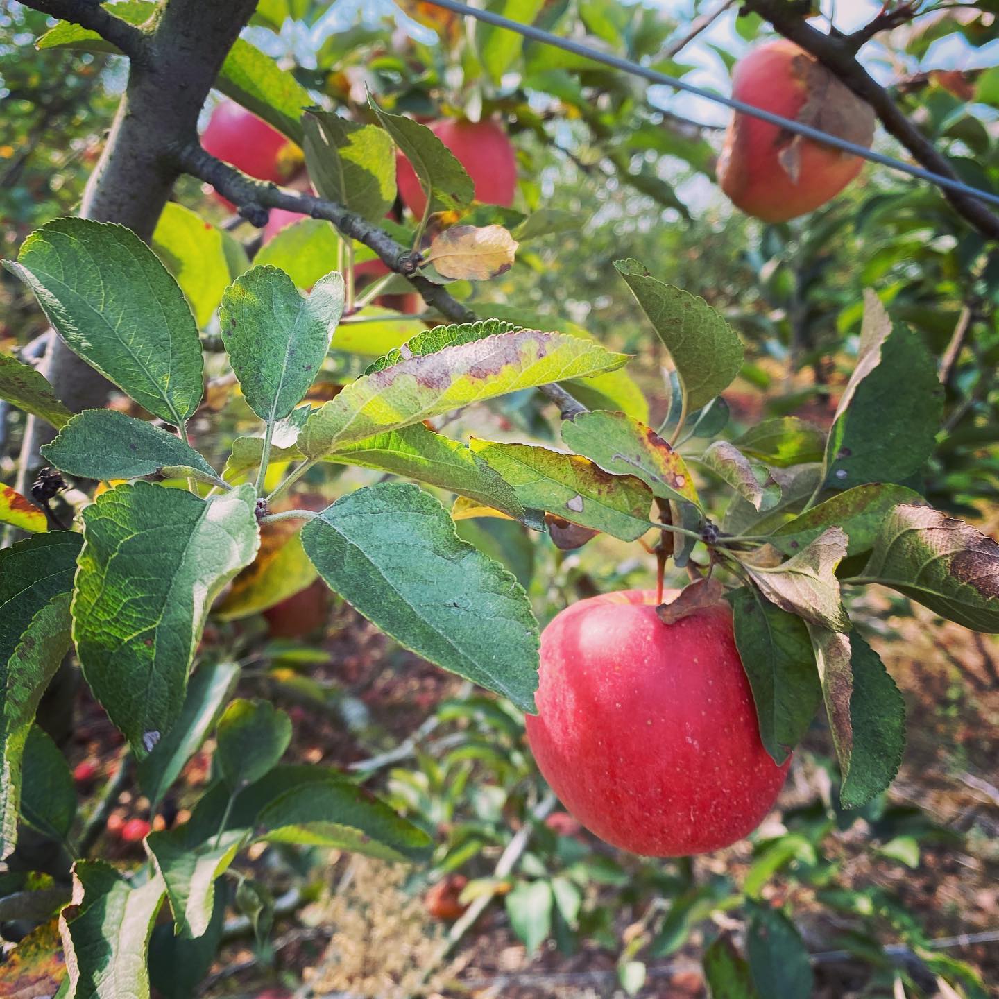 Apple Hill Orchard photo